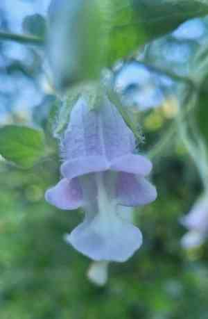 Island pitchersage(Lepechinia fragrans)