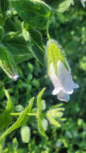 Island pitchersage(Lepechinia fragrans)