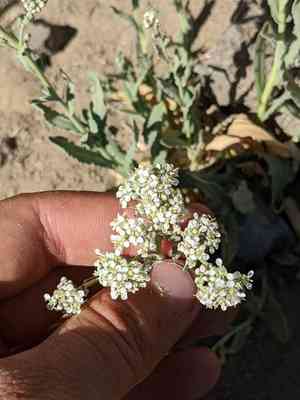Hairy white-top(Lepidium appelianum)