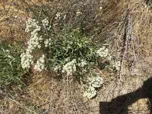Hairy white-top(Lepidium appelianum)