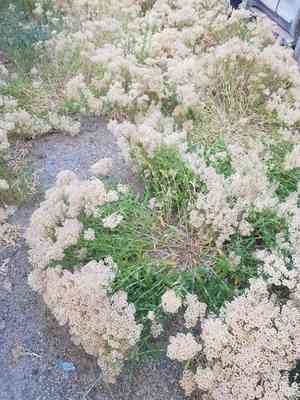 Hairy white-top(Lepidium appelianum)