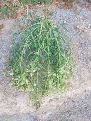 Hairy white-top(Lepidium appelianum)