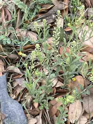 Southern pepperwort(Lepidium austrinum)