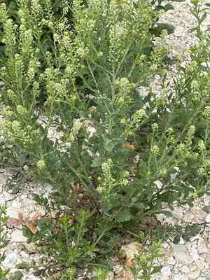 Southern pepperwort(Lepidium austrinum)