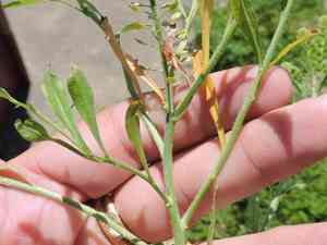 Southern pepperwort(Lepidium austrinum)