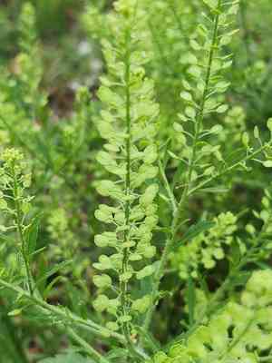 Southern pepperwort(Lepidium austrinum)