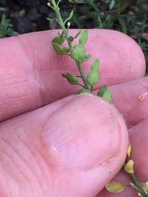Argentine cress(Lepidium bonariense)