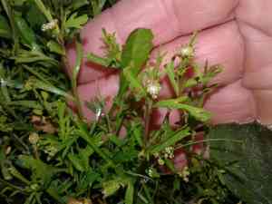 Argentine cress(Lepidium bonariense)