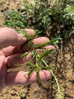 Argentine cress(Lepidium bonariense)