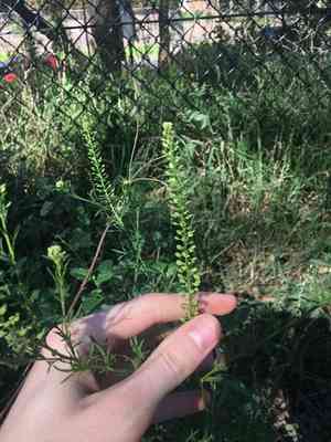 Argentine cress(Lepidium bonariense)