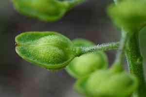 Field peppergrass(Lepidium campestre)