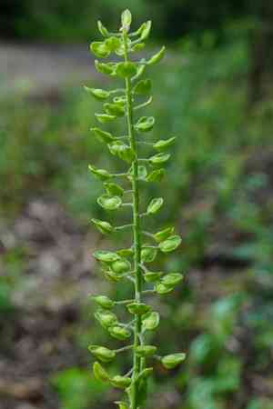Field peppergrass(Lepidium campestre)