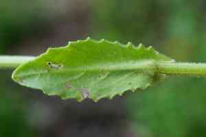 Field peppergrass(Lepidium campestre)