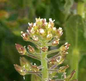 Field peppergrass(Lepidium campestre)