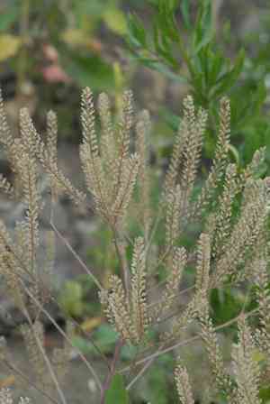 Common pepperweed(Lepidium densiflorum)