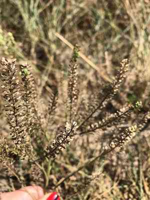Common pepperweed(Lepidium densiflorum)