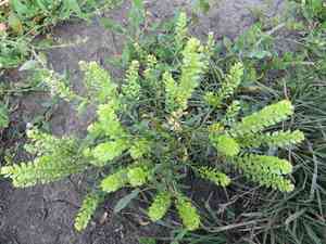 Common pepperweed(Lepidium densiflorum)