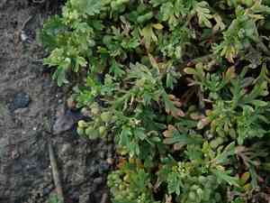 Lesser swine-cress(Lepidium didymum)