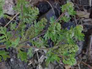 Lesser swine-cress(Lepidium didymum)