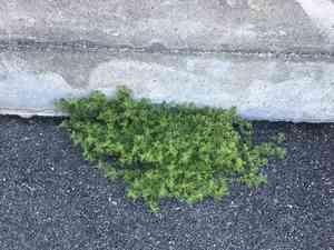 Lesser swine-cress(Lepidium didymum)