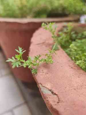 Lesser swine-cress(Lepidium didymum)