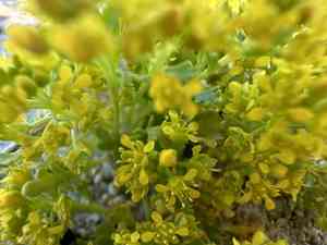 Yellow pepperweed(Lepidium flavum)