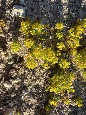 Yellow pepperweed(Lepidium flavum)