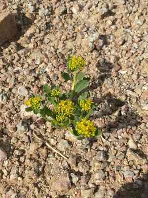 Yellow pepperweed(Lepidium flavum)