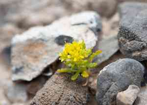 Yellow pepperweed(Lepidium flavum)