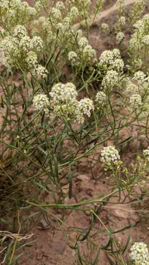 Mountain pepperplant(Lepidium montanum)