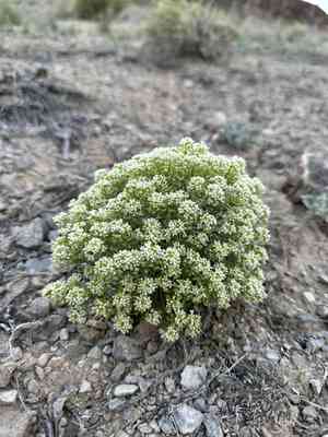 Mountain pepperplant(Lepidium montanum)