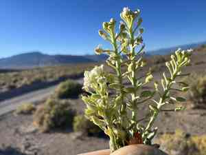 Mountain pepperplant(Lepidium montanum)