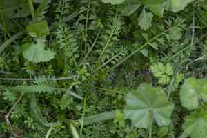 Peppercresses (Lepidium)(Lepidium)