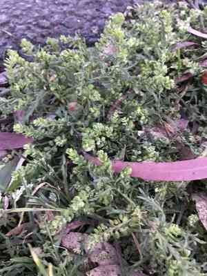 Peppercresses (Lepidium)(Lepidium)