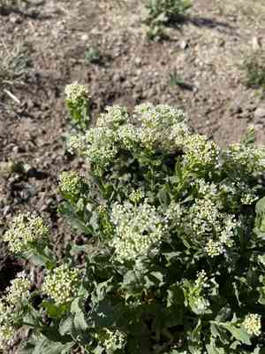 Peppercresses (Lepidium)(Lepidium)