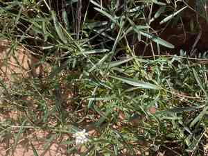 Peppercresses (Lepidium)(Lepidium)