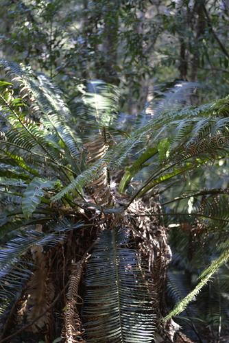 Pineapple zamia