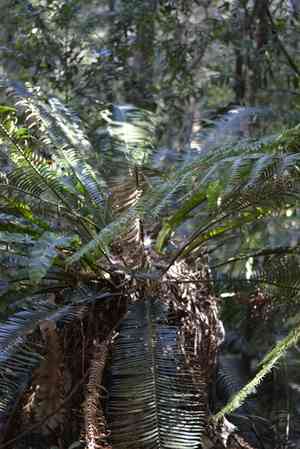 Pineapple zamia(Lepidozamia peroffskyana)