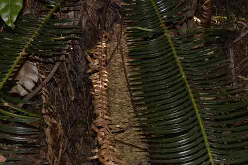 Pineapple zamia(Lepidozamia peroffskyana)