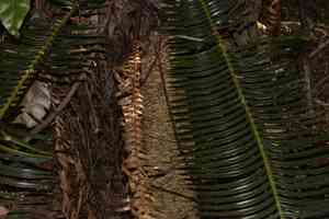 Pineapple zamia(Lepidozamia peroffskyana)