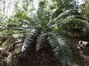 Pineapple zamia(Lepidozamia peroffskyana)