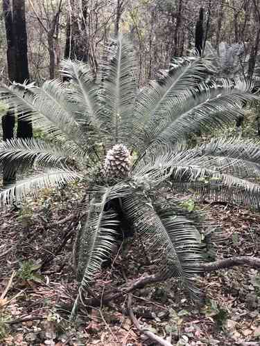 Pineapple zamia(Lepidozamia peroffskyana)