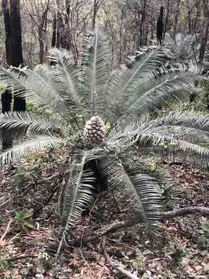 Pineapple zamia(Lepidozamia peroffskyana)