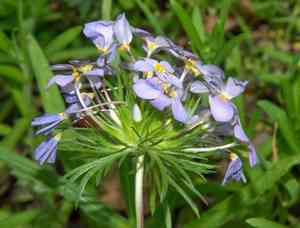 False babystars(Leptosiphon androsaceus)