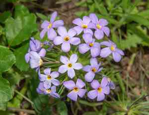 False babystars(Leptosiphon androsaceus)