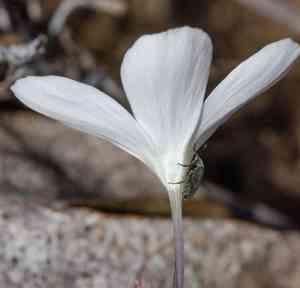 False babystars(Leptosiphon androsaceus)