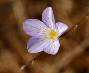 Narrowflower flaxflower(Leptosiphon liniflorus)