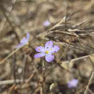 Narrowflower flaxflower(Leptosiphon liniflorus)