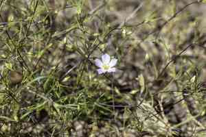 Narrowflower flaxflower(Leptosiphon liniflorus)