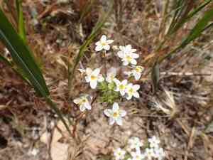 Variable linanthus(Leptosiphon parviflorus)